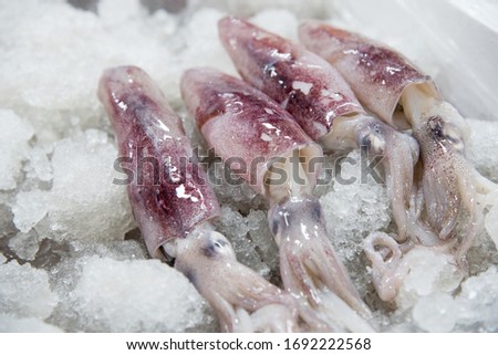 Squid pictures on ice cubes