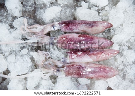 Squid pictures on ice cubes