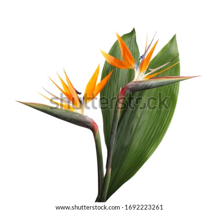 Bird of Paradise tropical flowers isolated on white Royalty-Free Stock Photo #1692223261