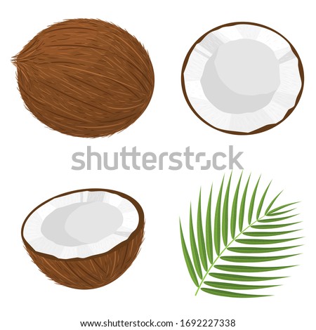 Set of exotic whole, half, cut slice coconut fruits and leaves isolated on white background. Summer fruits for healthy lifestyle. Organic fruit. Cartoon style. Vector illustration for any design. Royalty-Free Stock Photo #1692227338