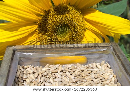 sunflower and many sunflower seeds