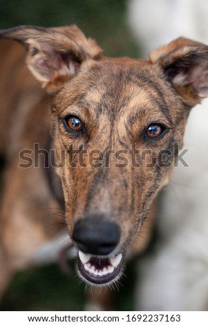 beautiful dog or portrait in nature on a field with high grass, flowers at summer close up, playing and running