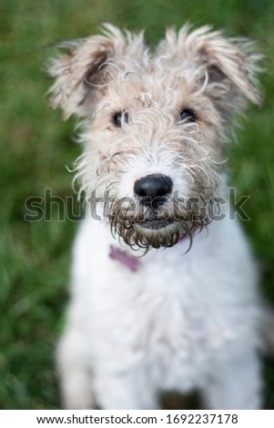 beautiful dog or portrait in nature on a field with high grass, flowers at summer close up, playing and running