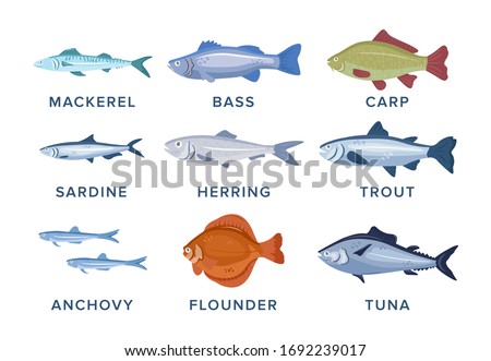 Fish set vector illustration isolated on white background. Mackerel, bass, carp, sardine, herring, trout, anchovy, flounder, tuna.