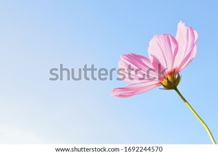 pink flower in light blue background 3D image