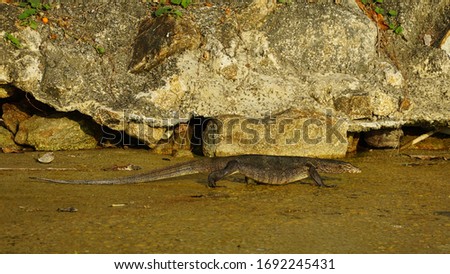 Varanus salvator walking in wetland near the rocks