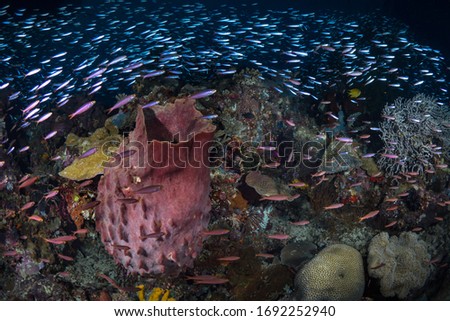 Juvenile fusiliers swim above coral reef in a tight formation duringnsunset dive