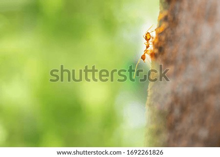 Fire ant on branch in nature green background
