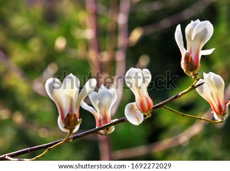 Large flowers of a white magnolia garden in spring on a delicate green background, close-up, selective focus, image with copy space.