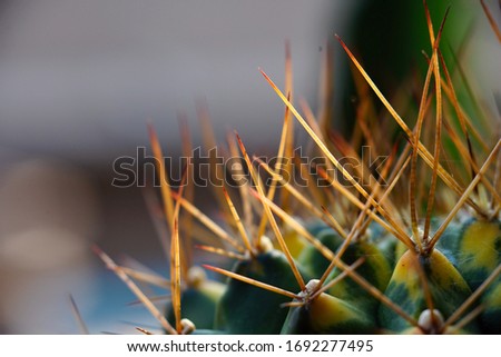 Macro photo of cactus thorns  That was planted to decorate the garden with morning sun