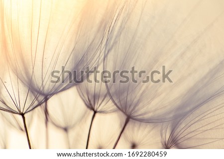 Abstract dandelion flower background. Seed macro closeup. Soft focus. Vintage style Royalty-Free Stock Photo #1692280459