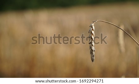 One wheat ear in a golden wheat field. Close-up. Place for text. Blurred background. Beautiful picture. 