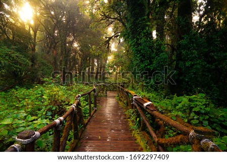 Nature Trail "Ang Ka" in Doi Inthanon National Park, Chiang Mai, Thailand. Royalty-Free Stock Photo #1692297409
