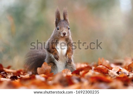 Eurasian red squirrel Sciurus vulgaris