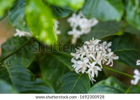 Coffee tree with coffee flower background