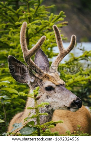 A picture of a face of a wild deer seen around bow falls trail in Banff town