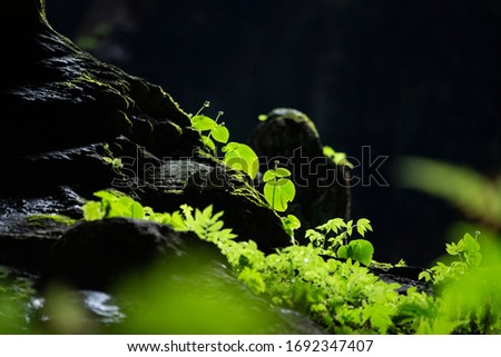 A small foliage tree under sunlight bokeh in Fairy Cave Bau Kuching in Sarawak