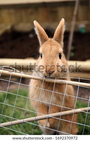 Photo of a rabbit looking over a small fence