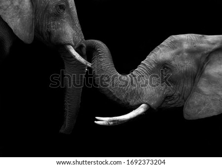 A tender close up image of elephants 
