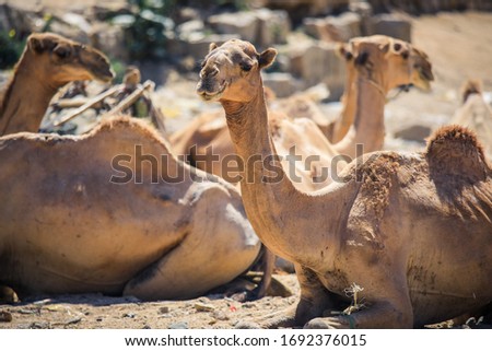 Many Camels on the Aminal Market in Keren, Eritrea
