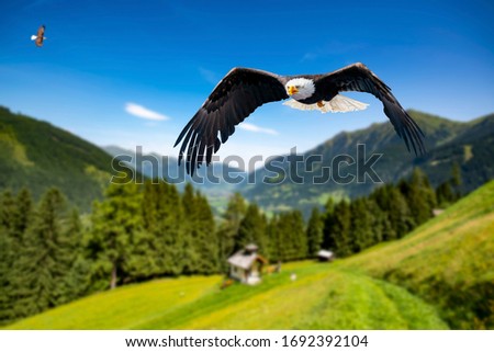 Two eagles fly at high altitude with their wings spread out on a sunny day in the mountains.