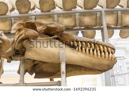 Skeleton whale head of a sea animal, killer whale Royalty-Free Stock Photo #1692396235