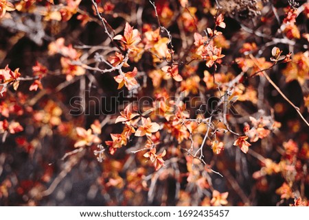 Background of small red flowers. 