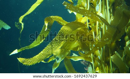 Light rays filter through a Giant Kelp forest. Macrocystis pyrifera. Diving, Aquarium and Marine concept. Underwater close up of swaying Seaweed leaves. Sunlight pierces vibrant exotic Ocean plants. Royalty-Free Stock Photo #1692437629
