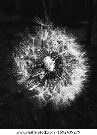 



Isolated dandelion in black and white