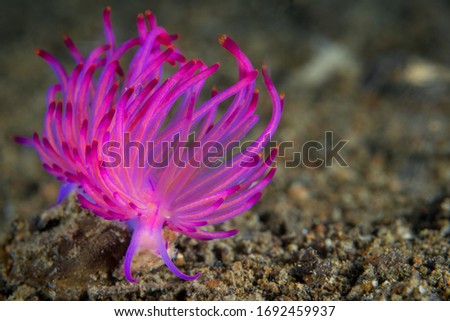 Brightly colored  Unidentia nudibranch sea slug