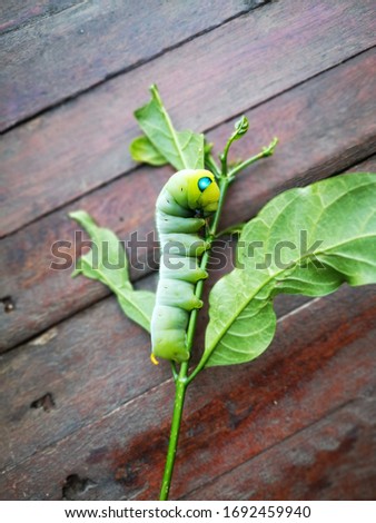Green tea worm so cute