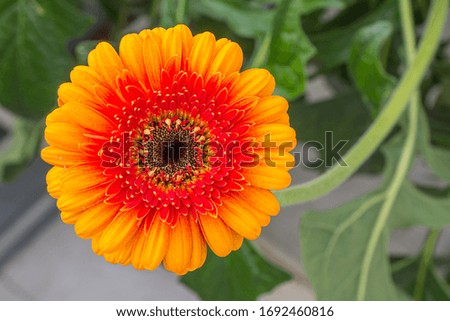 Closeup brown hearted coloful orange Gerbera daisy flower in green natural surroundings of a Dutch glass house