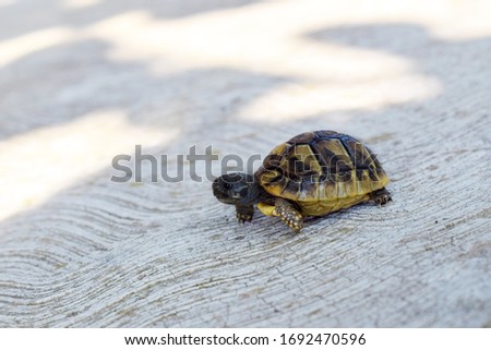 Baby turtle walking around garden