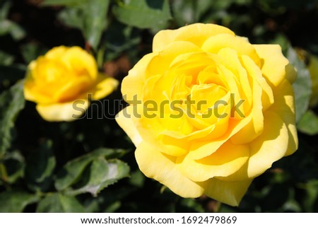 yellow roses shine down on