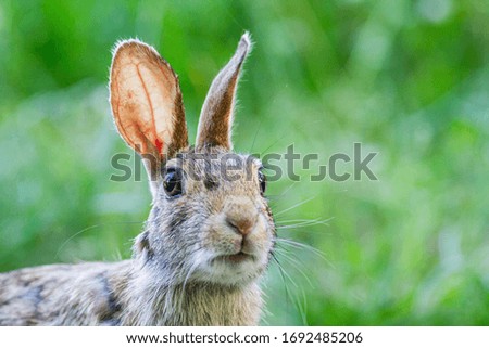 wild rabbit while eating a blade of grass, blurred background, bokeh effect, photo taken in Italy in a natural environment
