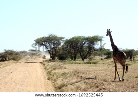 Giraffe on dirt road with dust during safari 