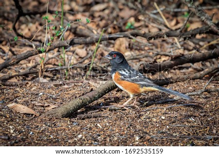 Spotted Towhee (Pipilo maculatus) feeding on the ground