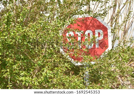 Traffic stop sign half hidden behind the trees and bushes. green bushes blocking stop sign are putting drivers at risk. Secret road sign. Sign almost completely covered by a tree.