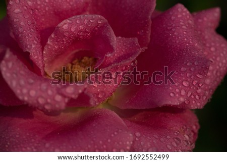 The beautiful close-up background From flowers is a natural rose. With water droplets on the petals that look fresh, bright, cool in the morning After the rain in the garden.