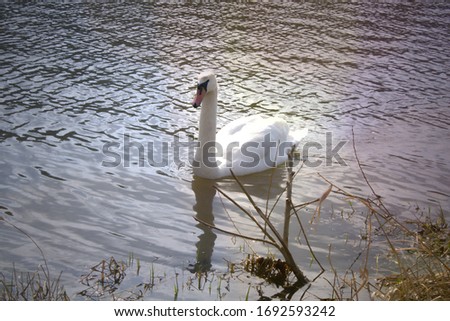 White swan by the shore.White swan by the shore.  Big bird swims on the surface. Swans are birds of the family Anatidae within the genus Cygnus.The swans` closest relatives include the geese and ducks