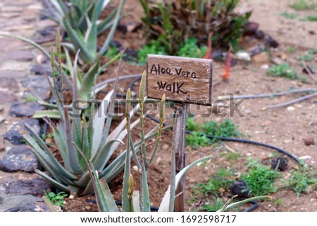 Botanic garden near the dead sea, Jordan, Aloe Vera walk
