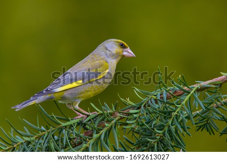 European greenfinch (Chloris chloris) on a branch in the forest 