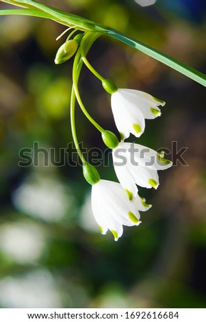 macro closeup of beautiful white and green early spring bulb flowers of Leucojum aestivum plant also known as snowflake and dewdrop lily of the valley against garden background