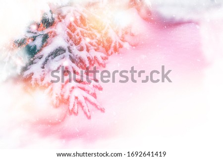 Frozen winter forest with snow covered trees. Coniferous branch.