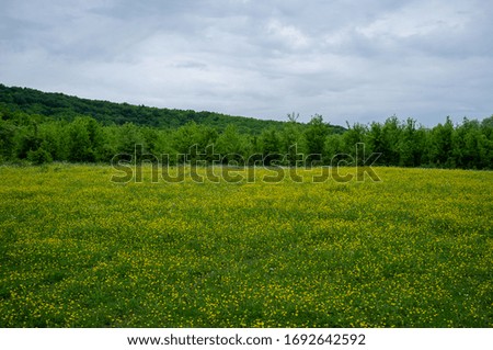 green glade with yellow under a blue sky with