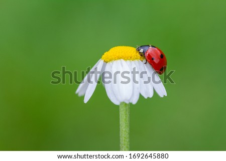 Ladybug sitting on a daisy flower in a spring day. Macro picture with beautiful background.