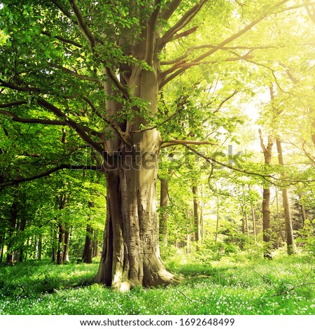 Beech forest with a very old tree in the sunlight Royalty-Free Stock Photo #1692648499