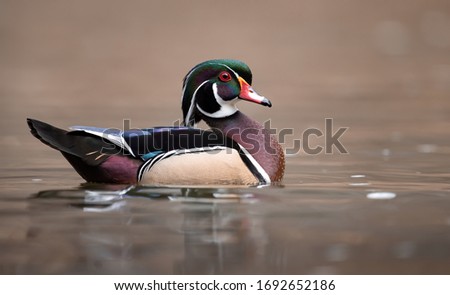 A wood duck in Pennsylvania 