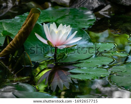 White with pink water lily or lotus flower Marliacea Rosea in garden pond. Magic close-up ofnymphaea with water drops, reflected in water. Flower landscape for nature wallpaper