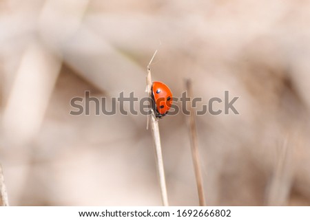 Macro photography. A small beetle of the family Coccinellidae commonly known as ladybugs or ladybirds. Beautiful Coccinella septempunctata, red seven-spot insect is the most common ladybird in Europe.